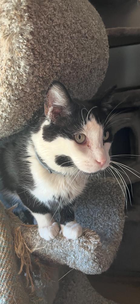 Howard, Adoptable, Adult Male Domestic Medium Hair.