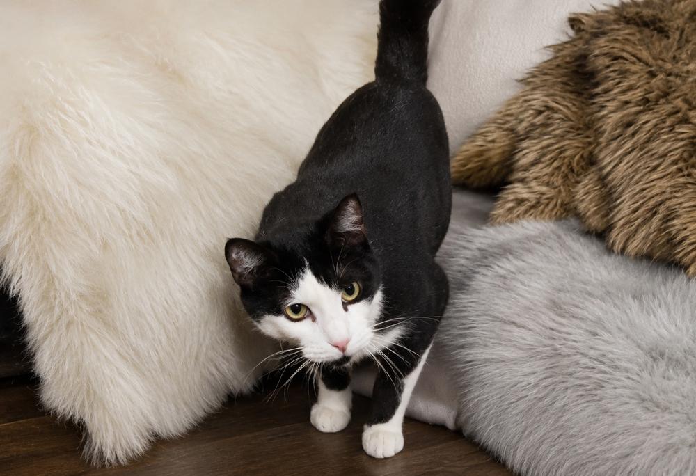 Howard (senior), a Adoptable Domestic Medium Hair in Blanchard, OK image 4/6