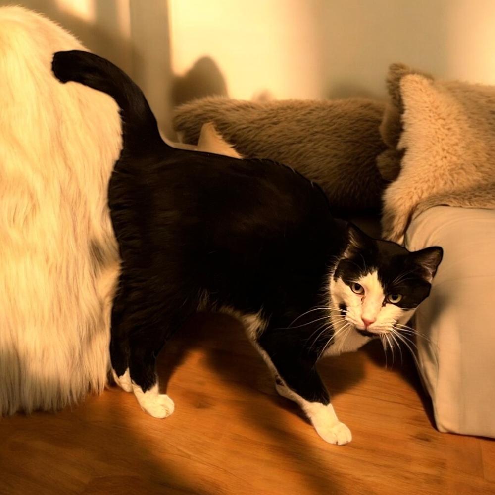 Howard (senior), Adoptable, Adult Male Domestic Medium Hair.