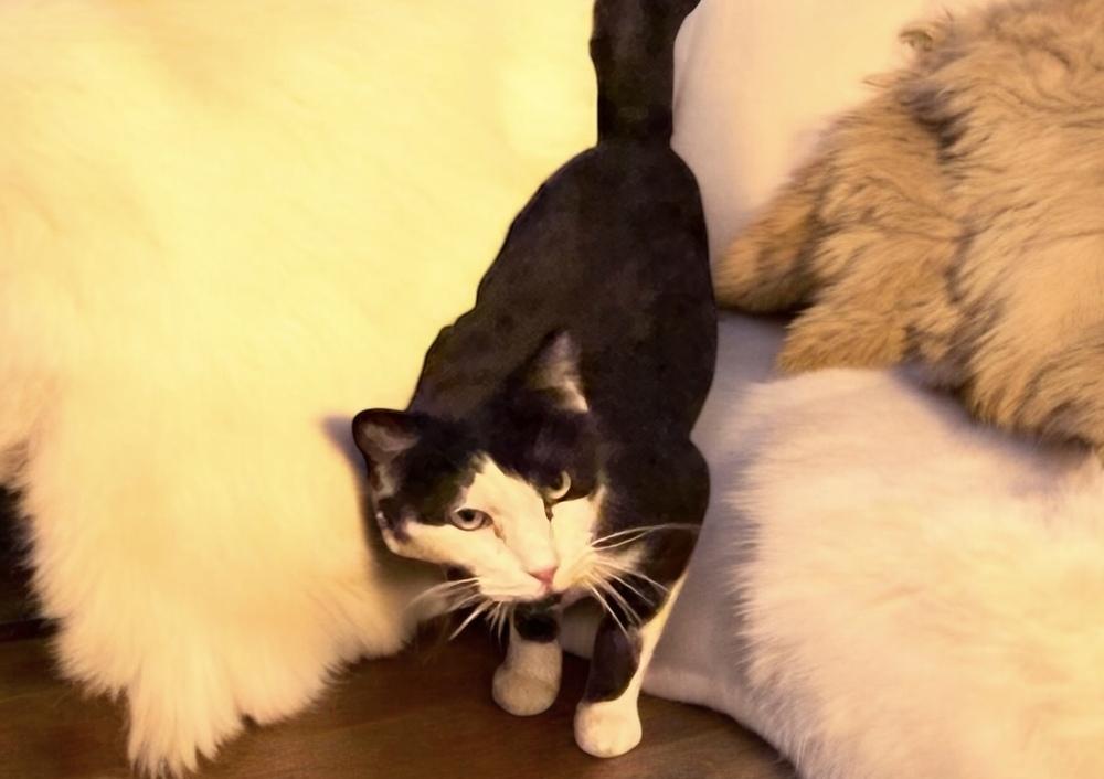 Enlarge Howard, a Adoptable Domestic Medium Hair in Blanchard, OK image 3/3