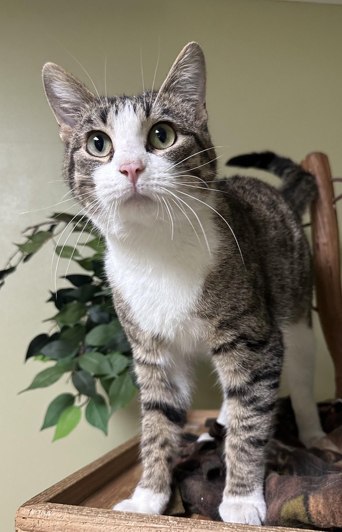 Sugar, a Adoptable Domestic Short Hair in Hastings, NE image 2/3