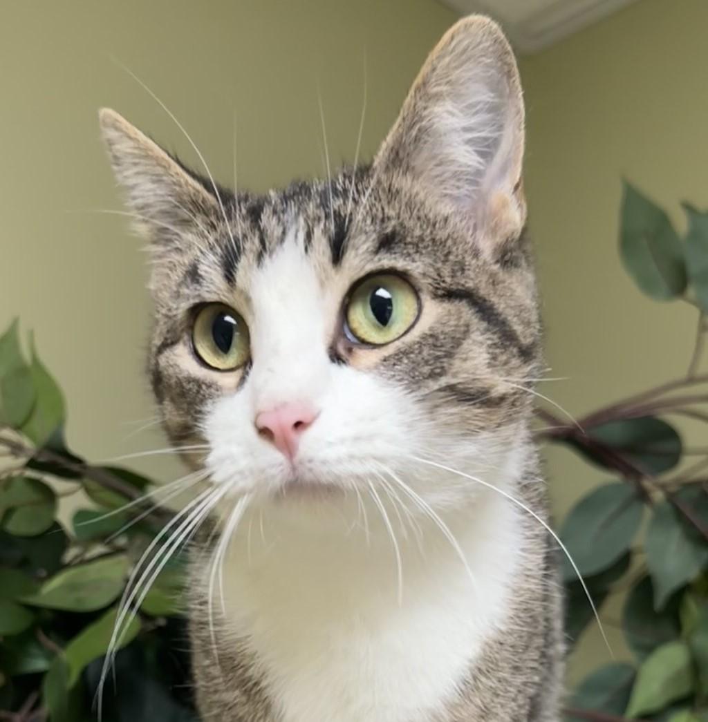 Sugar, a Adoptable Domestic Short Hair in Hastings, NE image 1/3