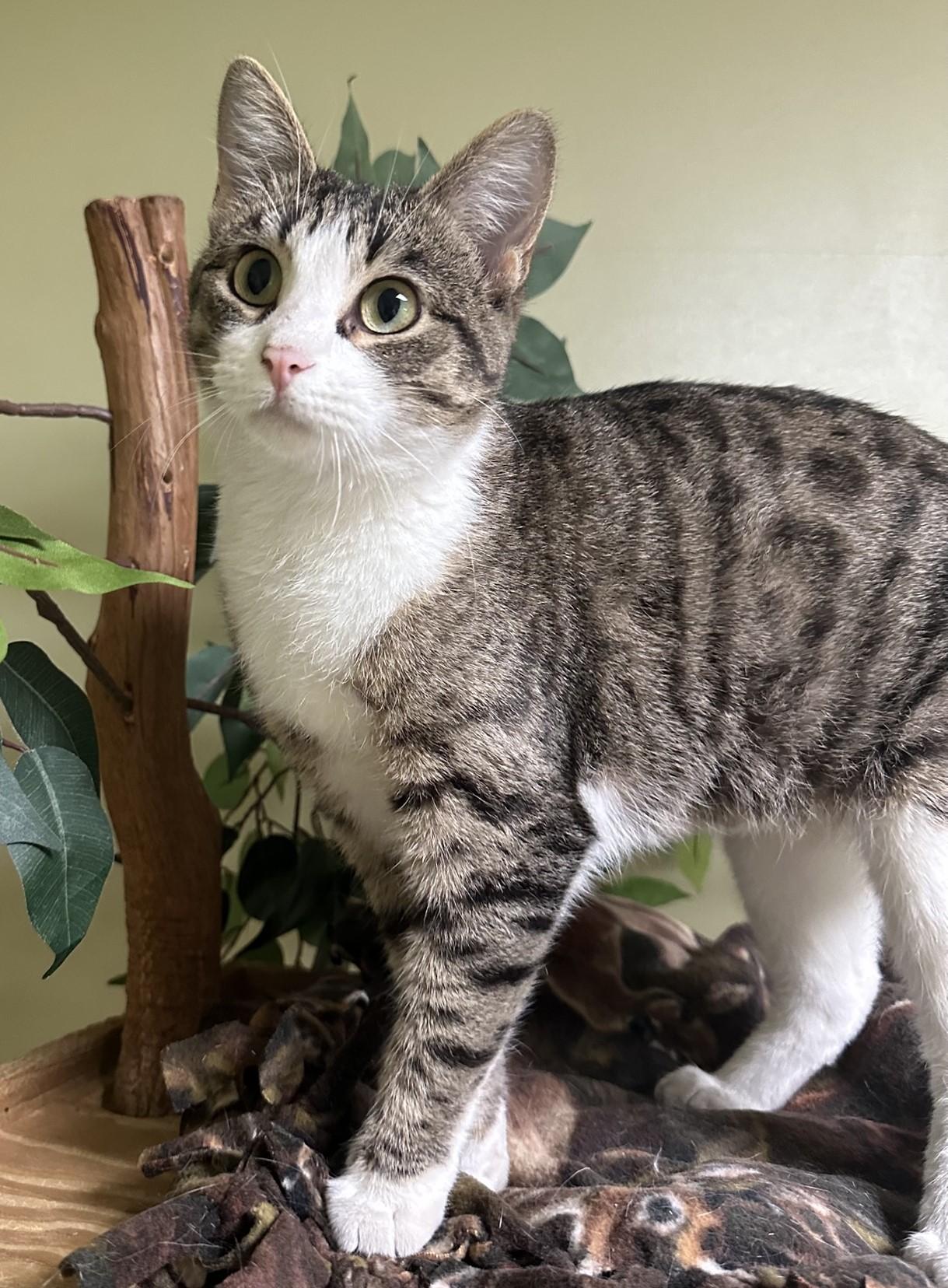 Sugar, a Adoptable Domestic Short Hair in Hastings, NE image 3/3