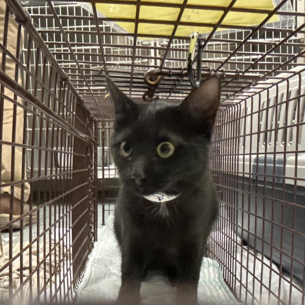 C5, Adoptable, Kitten Female Domestic Short Hair.