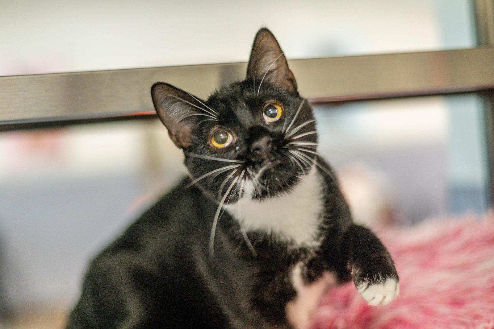 Darla, Adoptable, Young Female Domestic Short Hair.