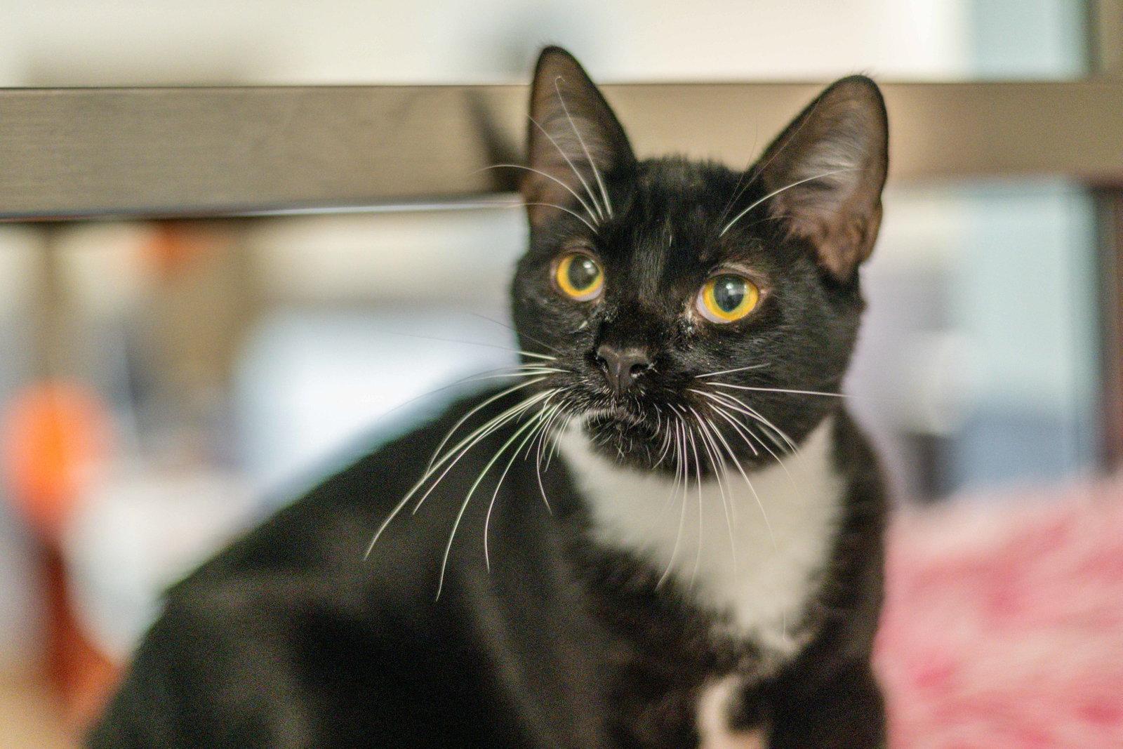 Enlarge Darla, a Adoptable Domestic Short Hair in Hilton Head Island, SC image 2/3
