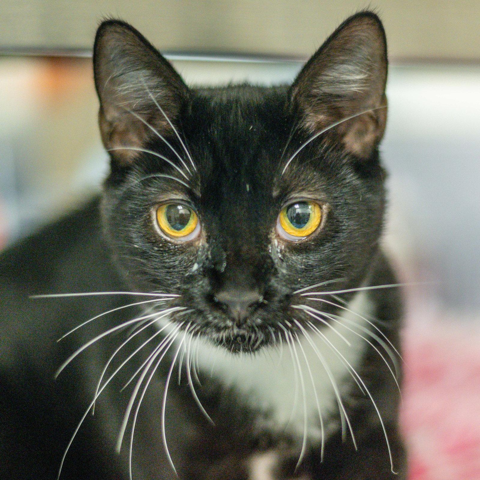 Enlarge Darla, a Adoptable Domestic Short Hair in Hilton Head Island, SC image 3/3