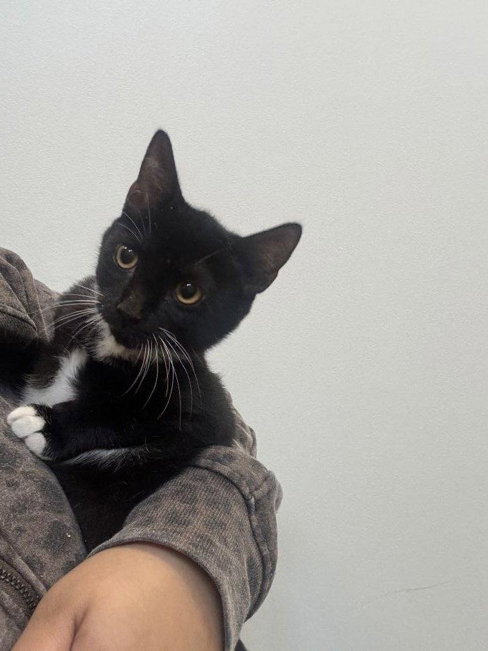 Enlarge Darla, a Adoptable Domestic Short Hair in Hilton Head Island, SC image 1/1