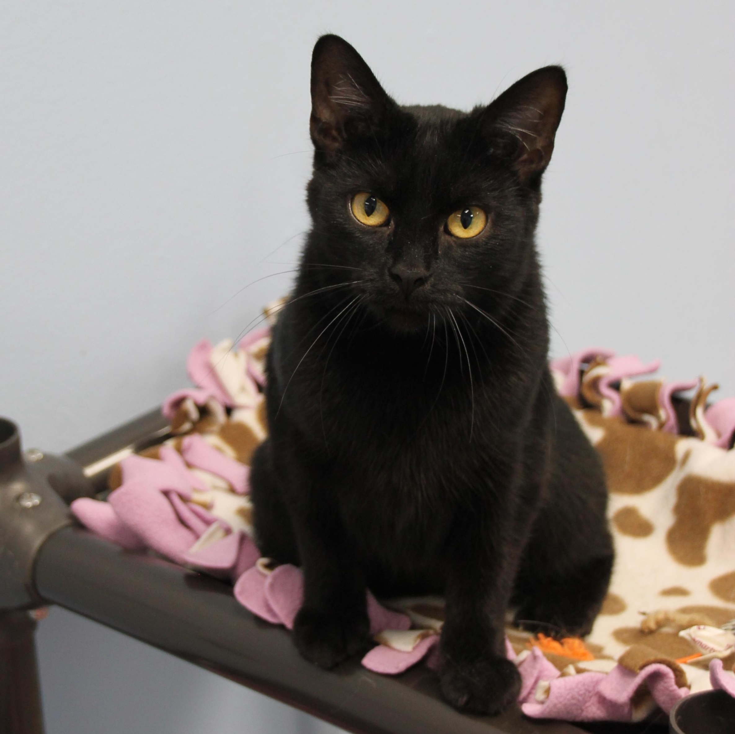 Enlarge Venus, an adoptable Domestic Short Hair in Grand Rapids, MI image 1/6