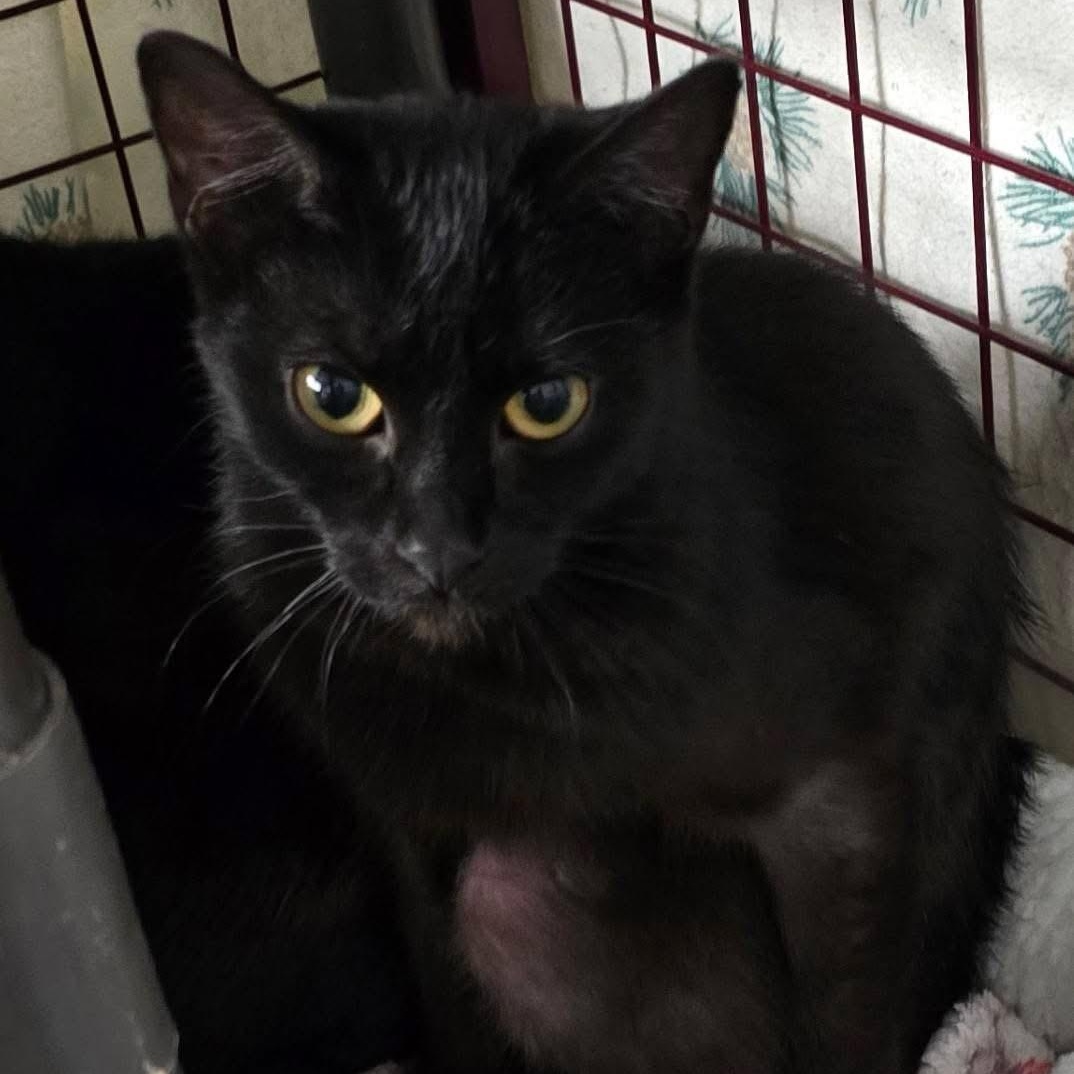 Enlarge Venus, an adoptable Domestic Short Hair in Grand Rapids, MI image 4/6