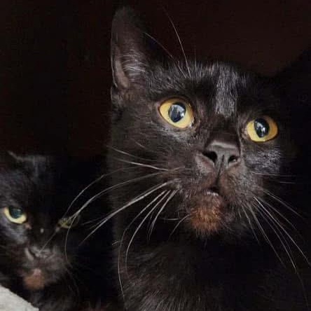 Enlarge Venus, an adoptable Domestic Short Hair in Grand Rapids, MI image 6/6