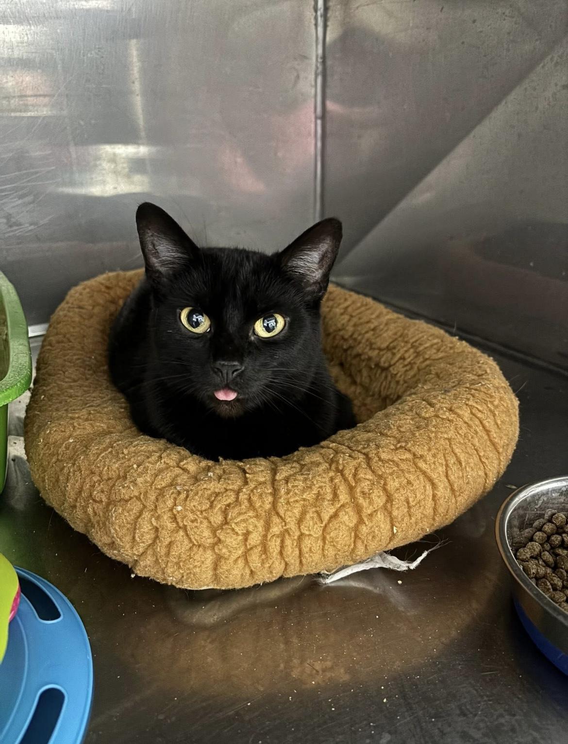 Venus, Young Female Domestic Short Hair
