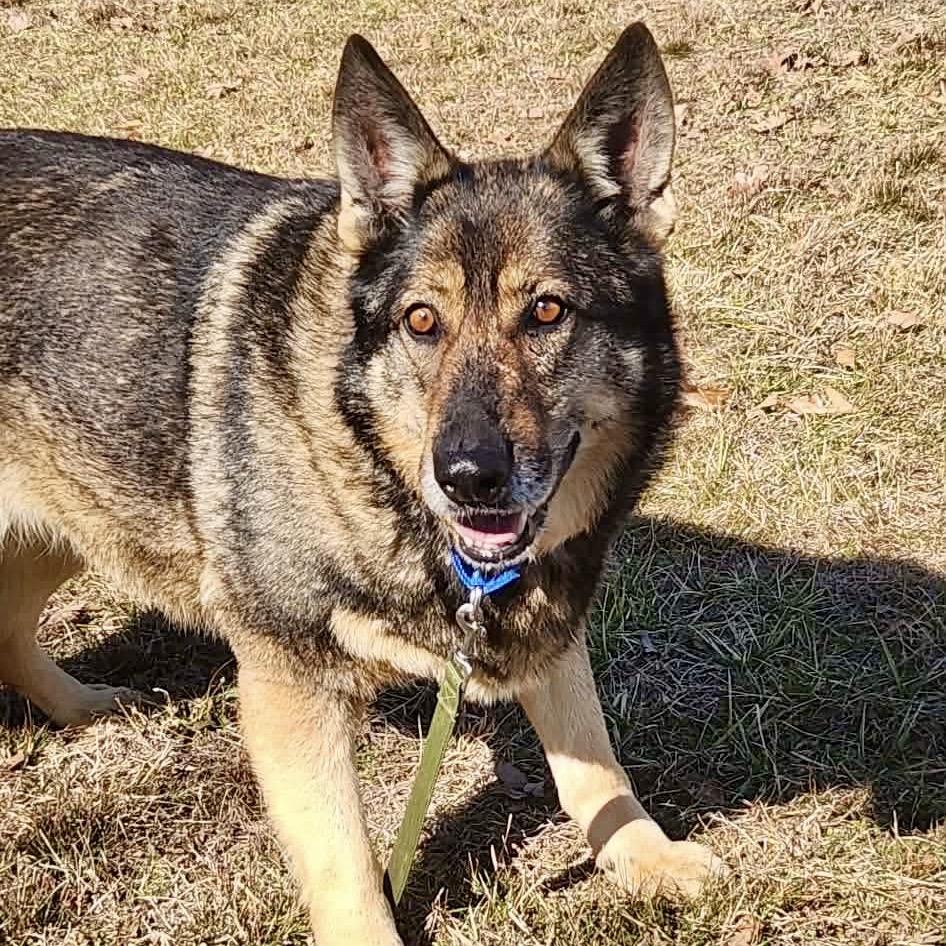 Enlarge Karmen (F26-66), a Adoptable German Shepherd Dog in Peyton, CO image 1/6