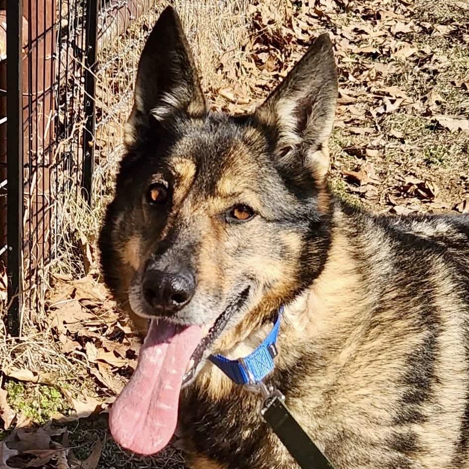 Enlarge Karmen (F26-66), a Adoptable German Shepherd Dog in Peyton, CO image 2/6