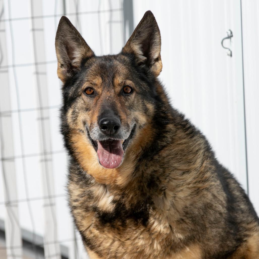 Enlarge Karmen (F26-66), a Adoptable German Shepherd Dog in Peyton, CO image 3/6