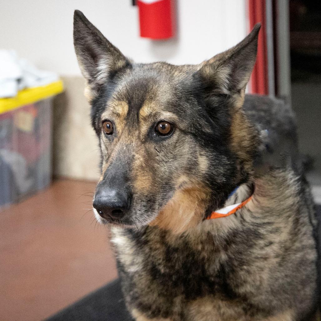 Enlarge Karmen (F26-66), a Adoptable German Shepherd Dog in Peyton, CO image 4/6