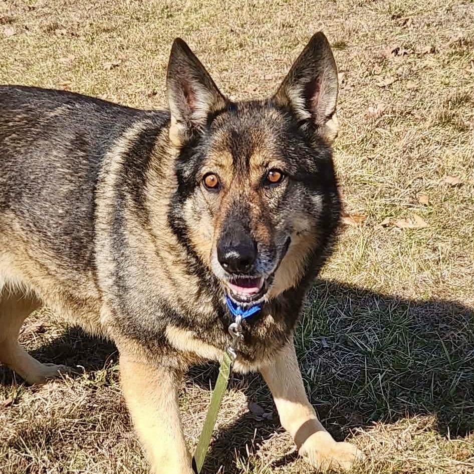Enlarge Karmen (F26-66), a Adoptable German Shepherd Dog in Peyton, CO image 6/6