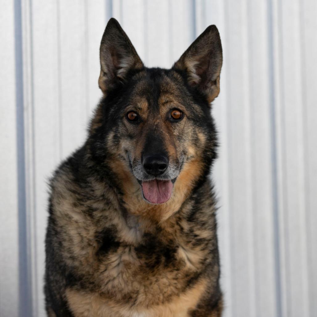 Enlarge Karmen (F26-66), a Adoptable German Shepherd Dog in Peyton, CO image 6/6