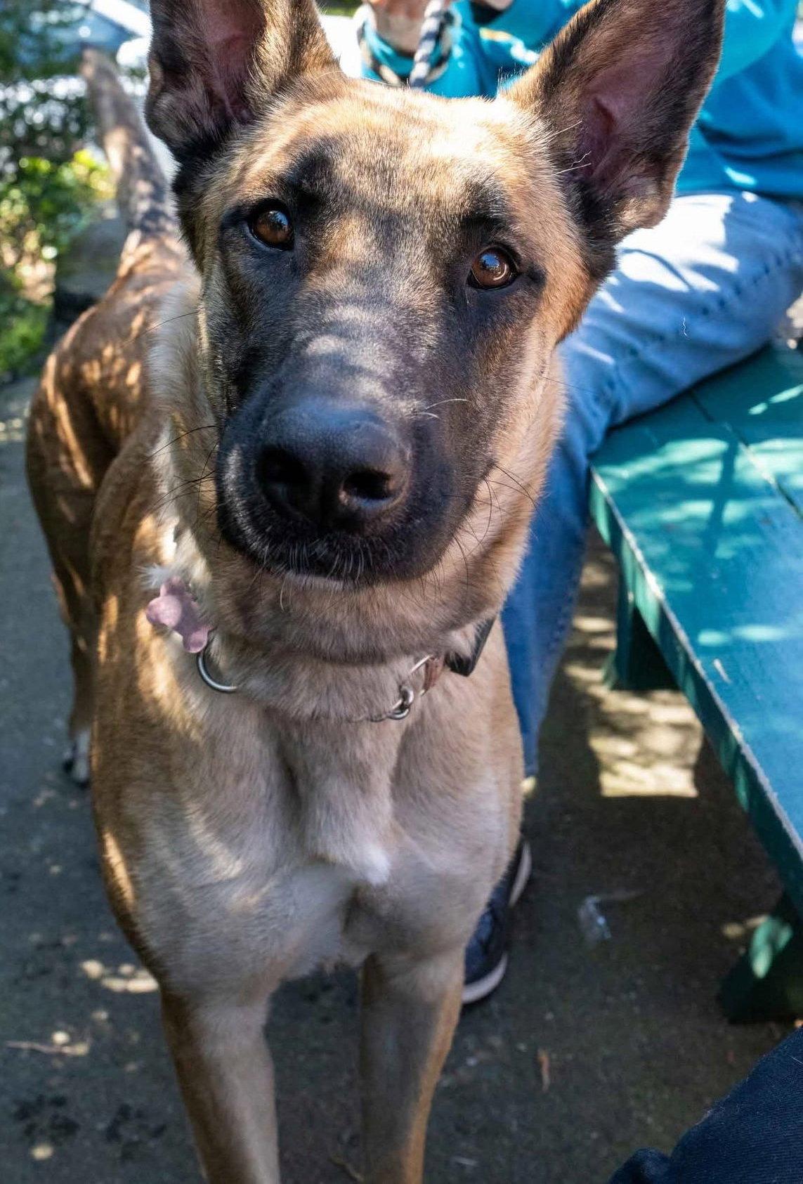 Gaia, Adoptable, Adult Female German Shepherd Dog & Belgian Shepherd / Malinois.
