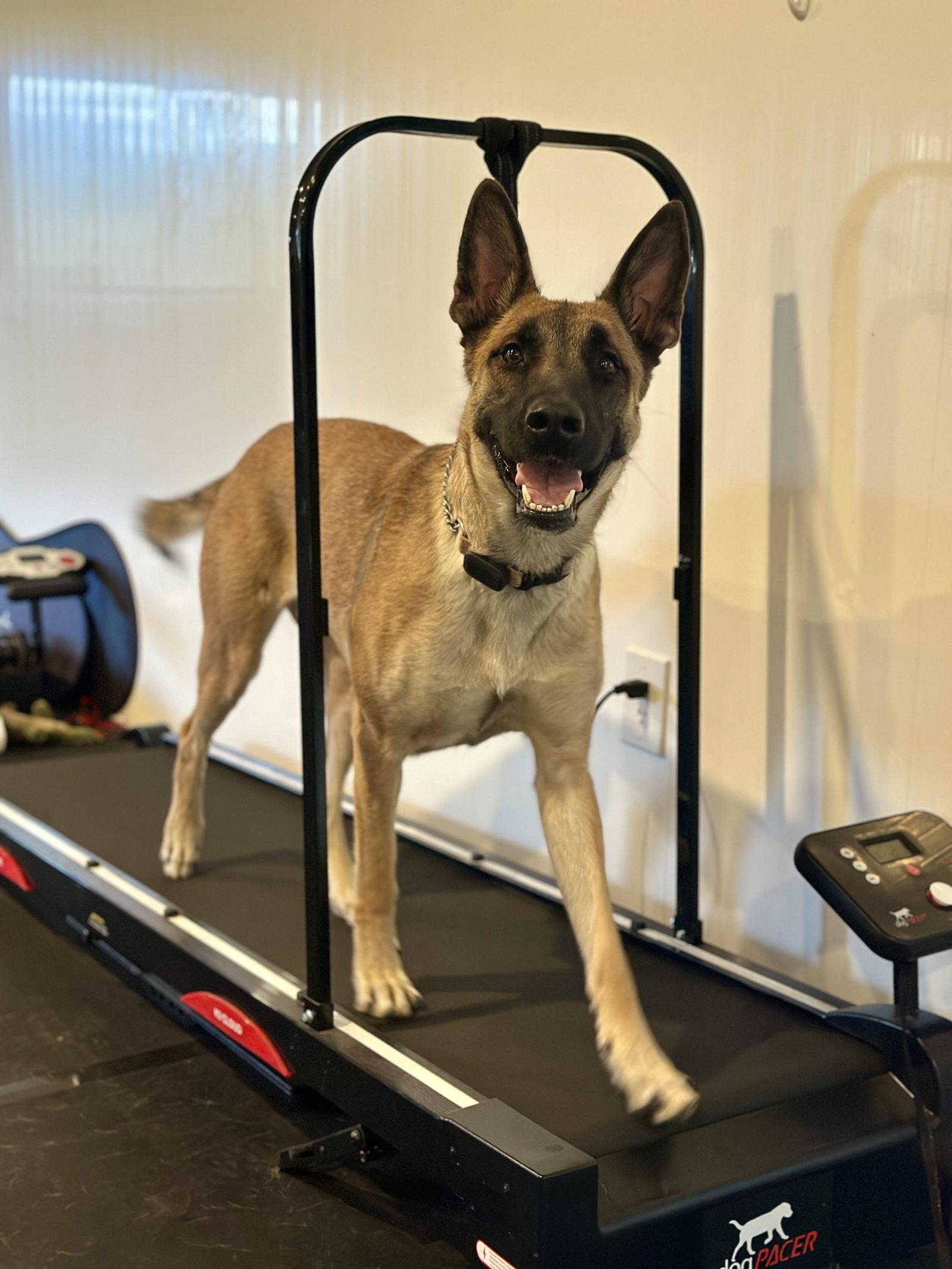 Enlarge Gaia, a Adoptable mixed breed in Bothell, WA image 3/3