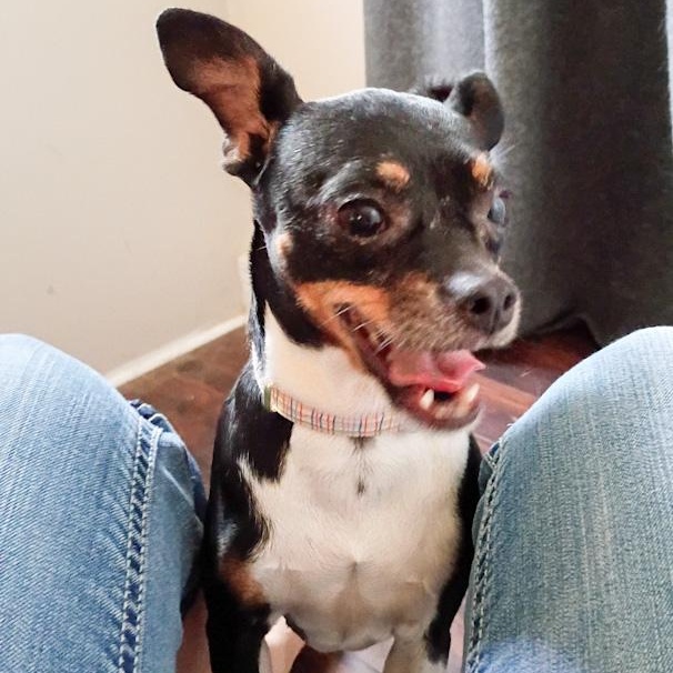 Roxy, an adopted mixed breed in Toledo, OH image 1/2