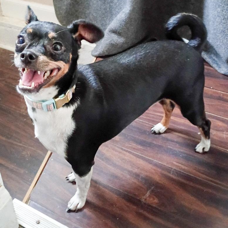 Roxy, an adopted mixed breed in Toledo, OH image 2/2
