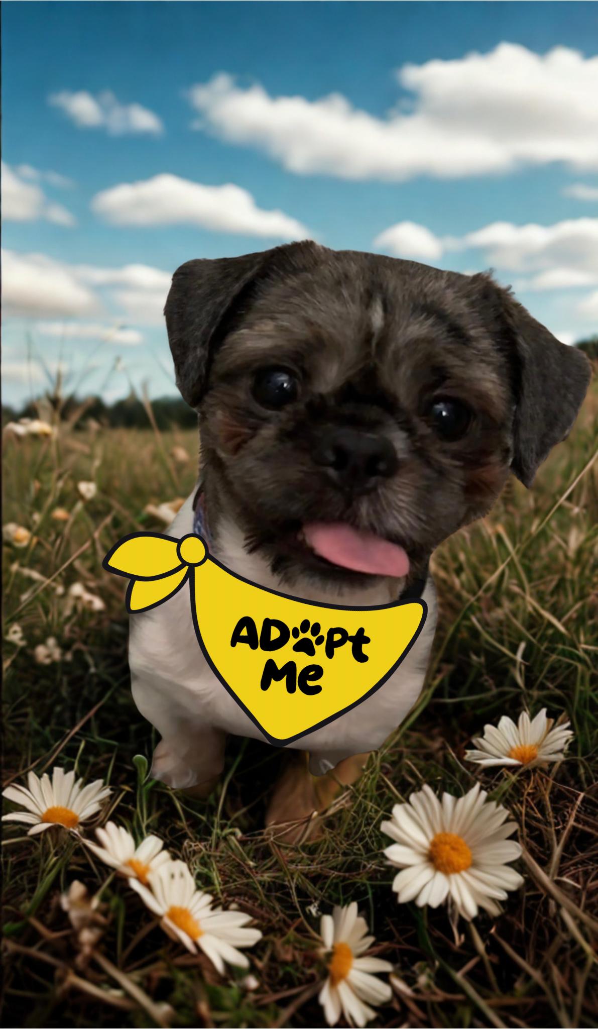 Enlarge Martin, an adoptable mixed breed in Columbia, MD image 2/6