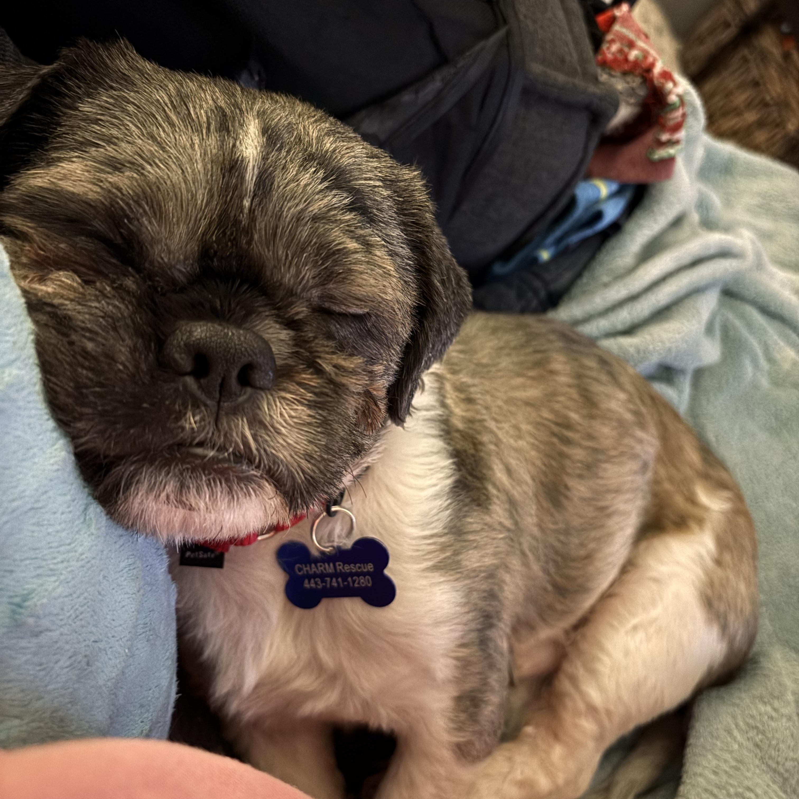 Enlarge Martin, an adoptable mixed breed in Columbia, MD image 4/6