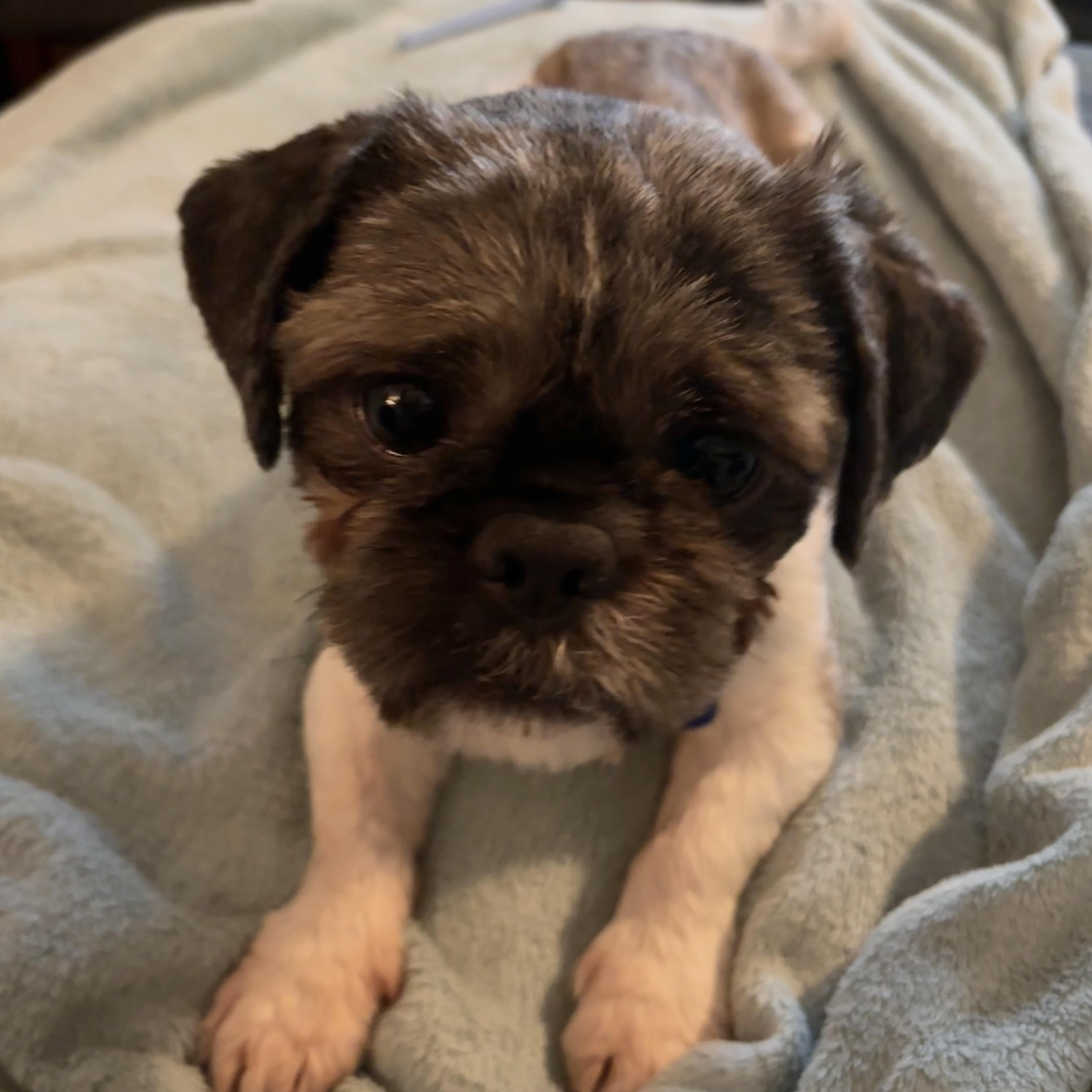 Enlarge Martin, an adoptable mixed breed in Columbia, MD image 1/6