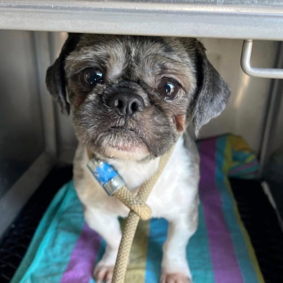 Enlarge Martin, an adoptable mixed breed in Columbia, MD image 3/6