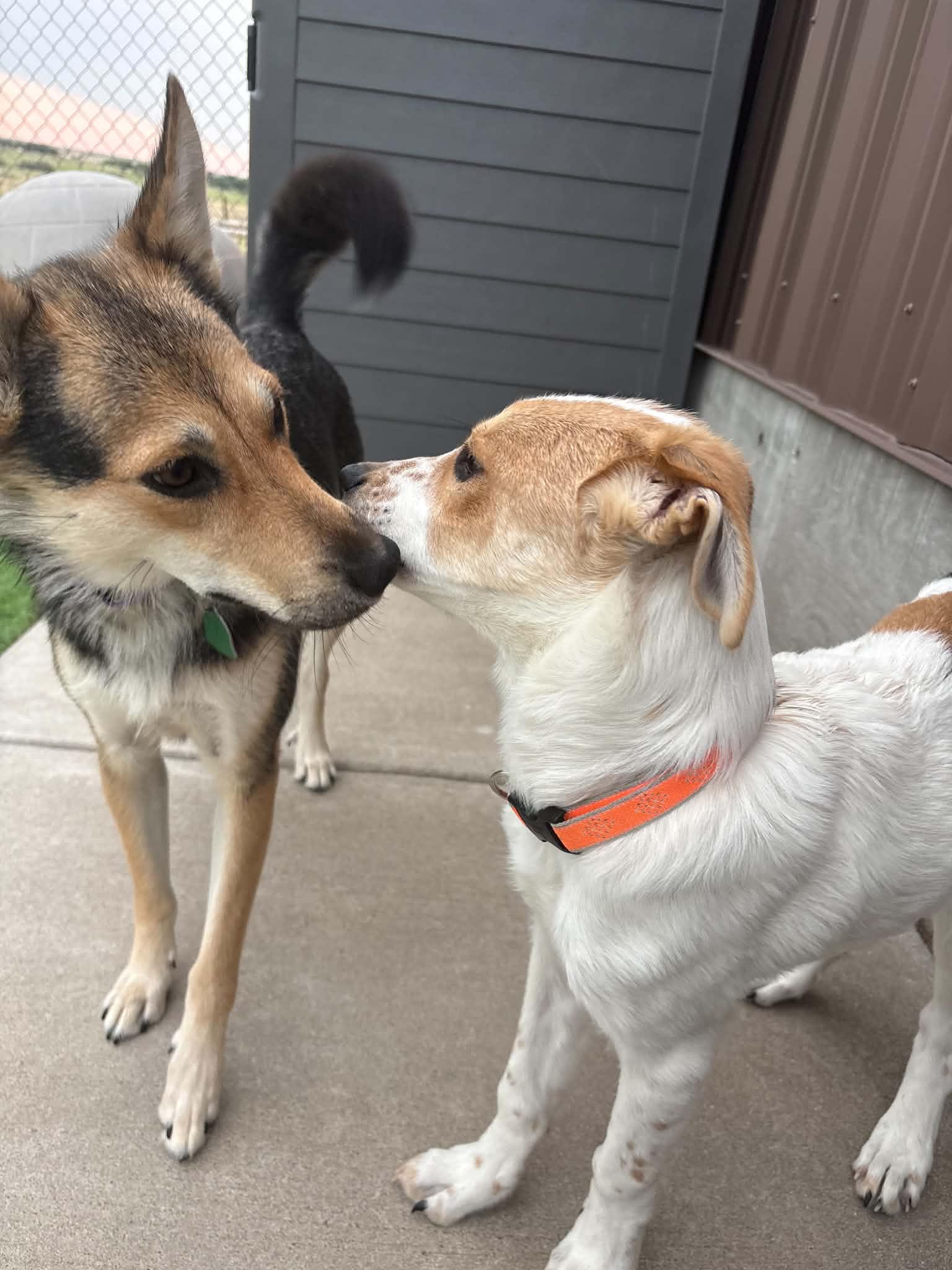 Enlarge Turk, a ADOPTABLE mixed breed in Evergreen, CO image 3/5