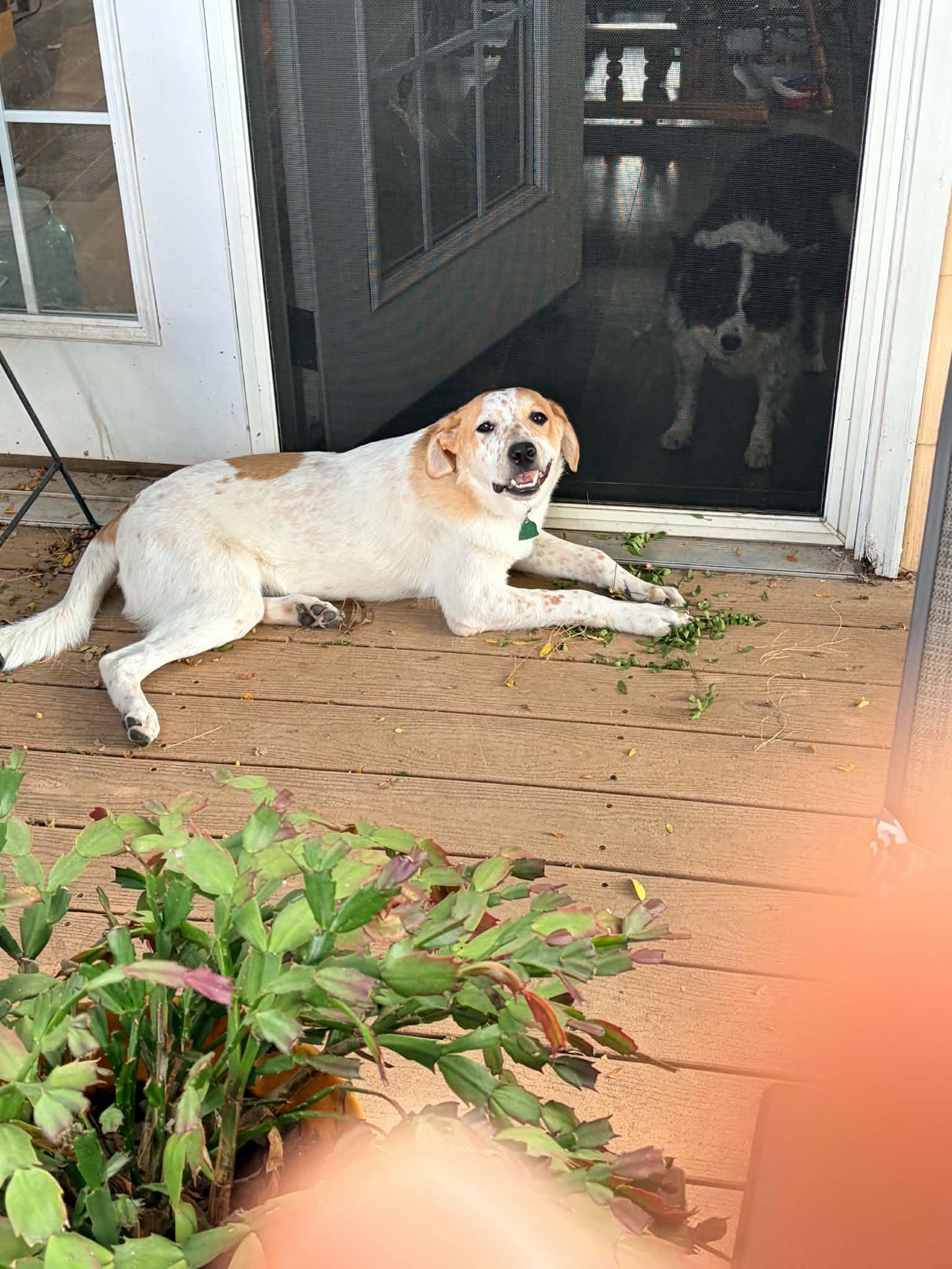 Enlarge Turk, a ADOPTABLE mixed breed in Evergreen, CO image 2/5