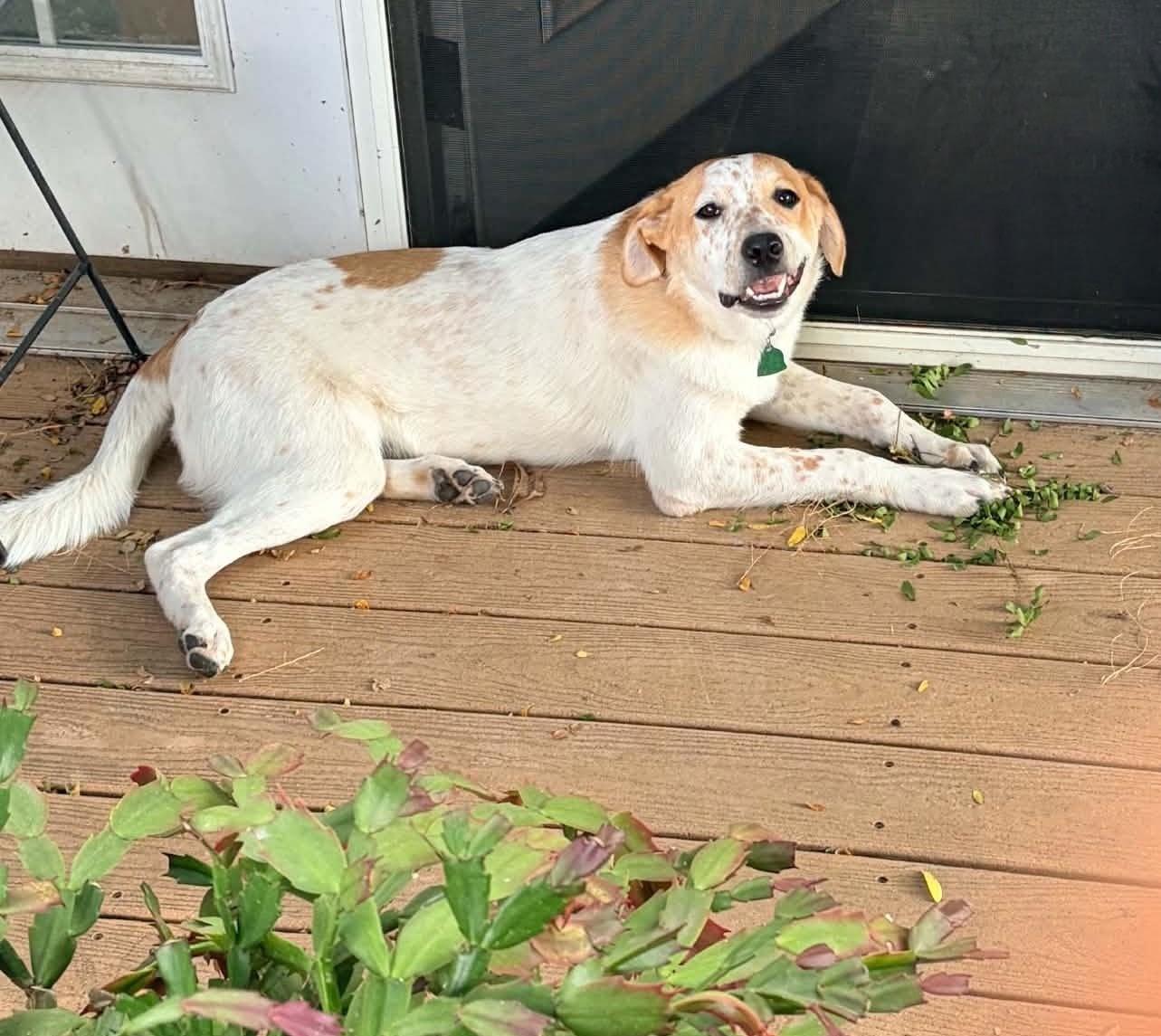 Enlarge Turk, a Adoptable mixed breed in Evergreen, CO image 4/6