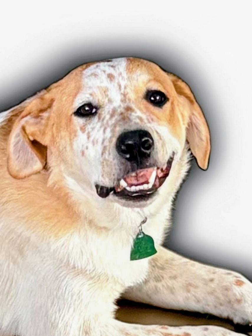 Turk, Adoptable, Young Male English Springer Spaniel & Mixed Breed.