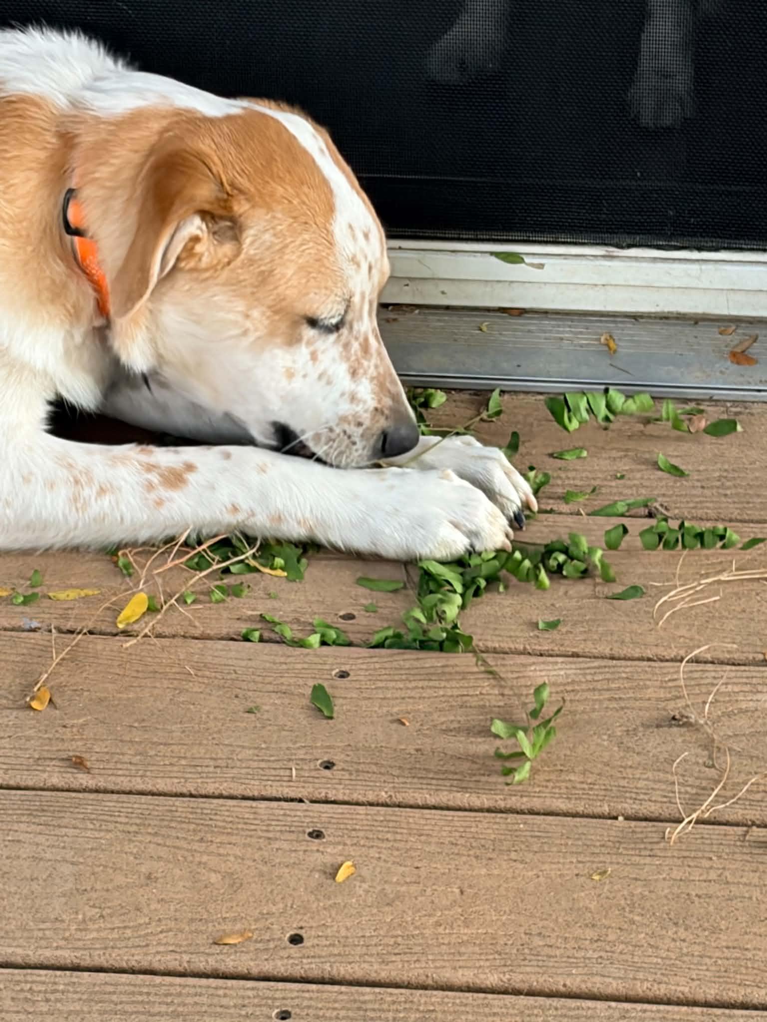 Enlarge Turk, a ADOPTABLE mixed breed in Evergreen, CO image 5/5