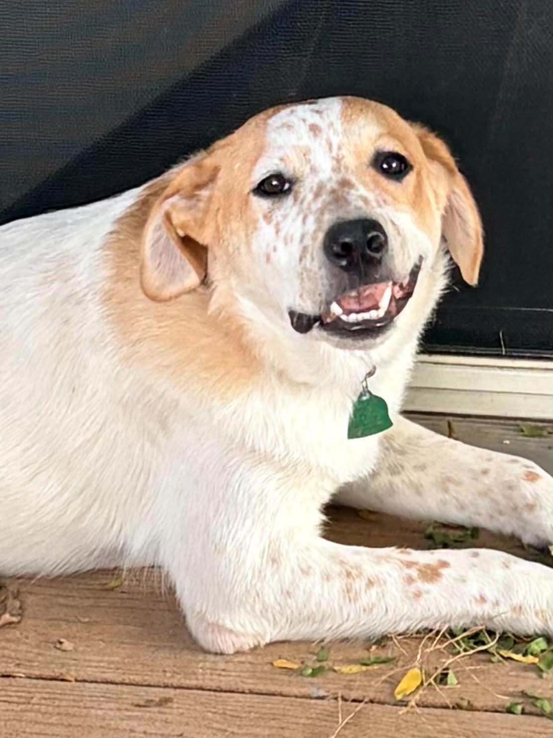 Enlarge Turk, a ADOPTABLE mixed breed in Evergreen, CO image 1/5