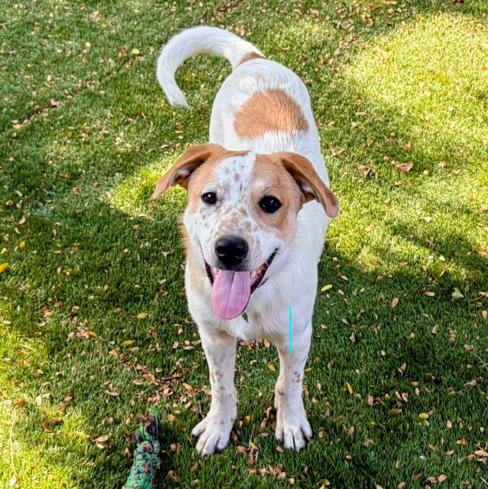 Enlarge Turk, a Adoptable mixed breed in Evergreen, CO image 2/6