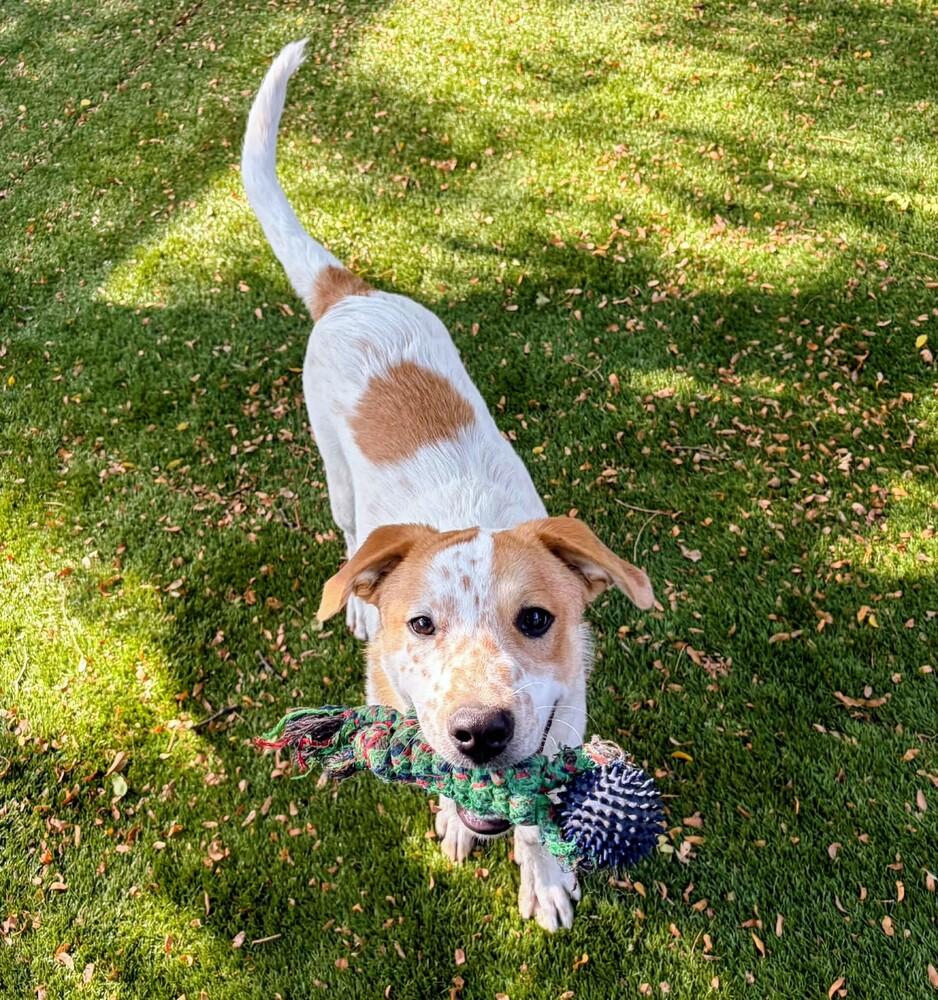 Enlarge Turk, a Adoptable mixed breed in Evergreen, CO image 5/6