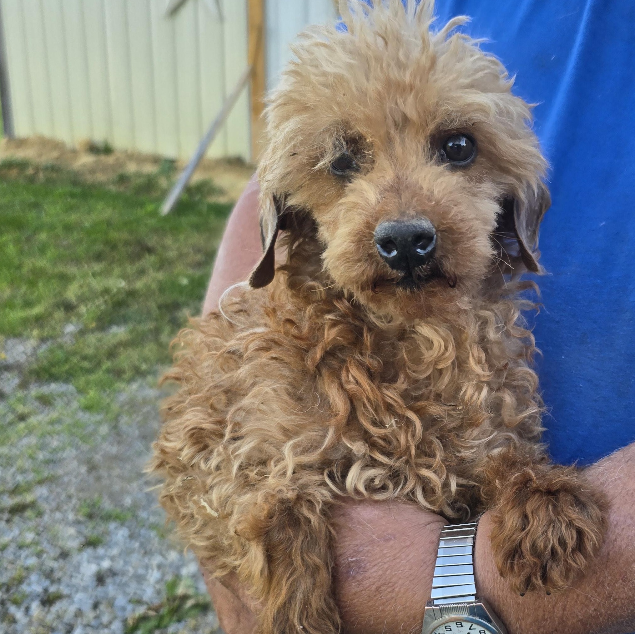 Jax, ADOPTABLE, Adult Male Poodle (Toy).