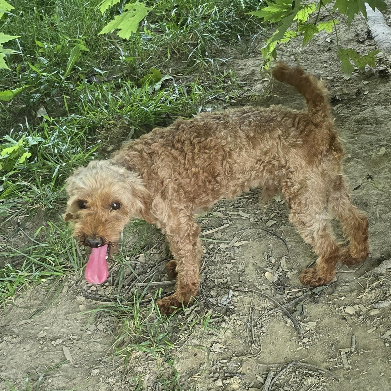 Jax, adoptable, Adult Male Poodle (Toy).