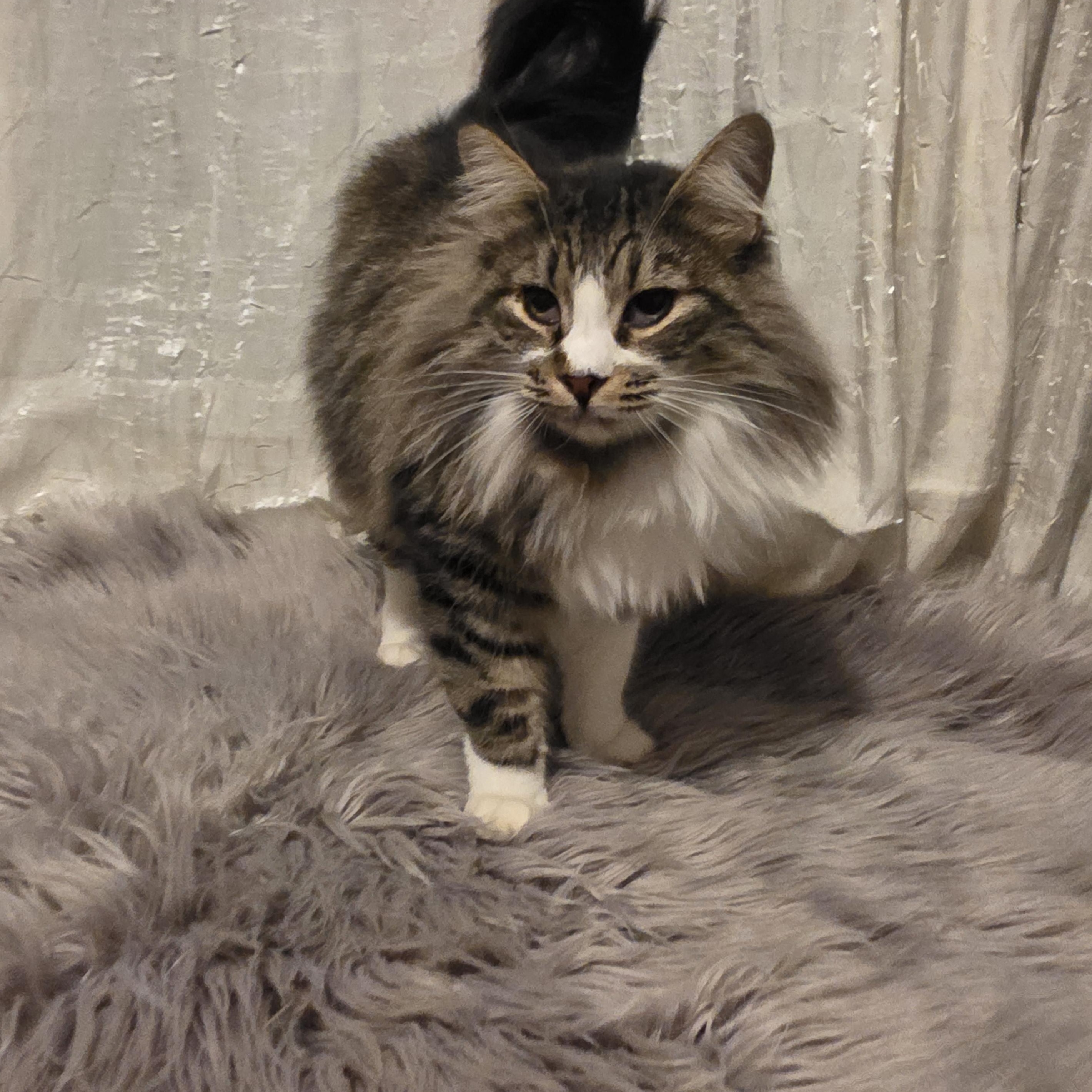 Leila, a Adoptable mixed breed in Dana point, CA image 6/6