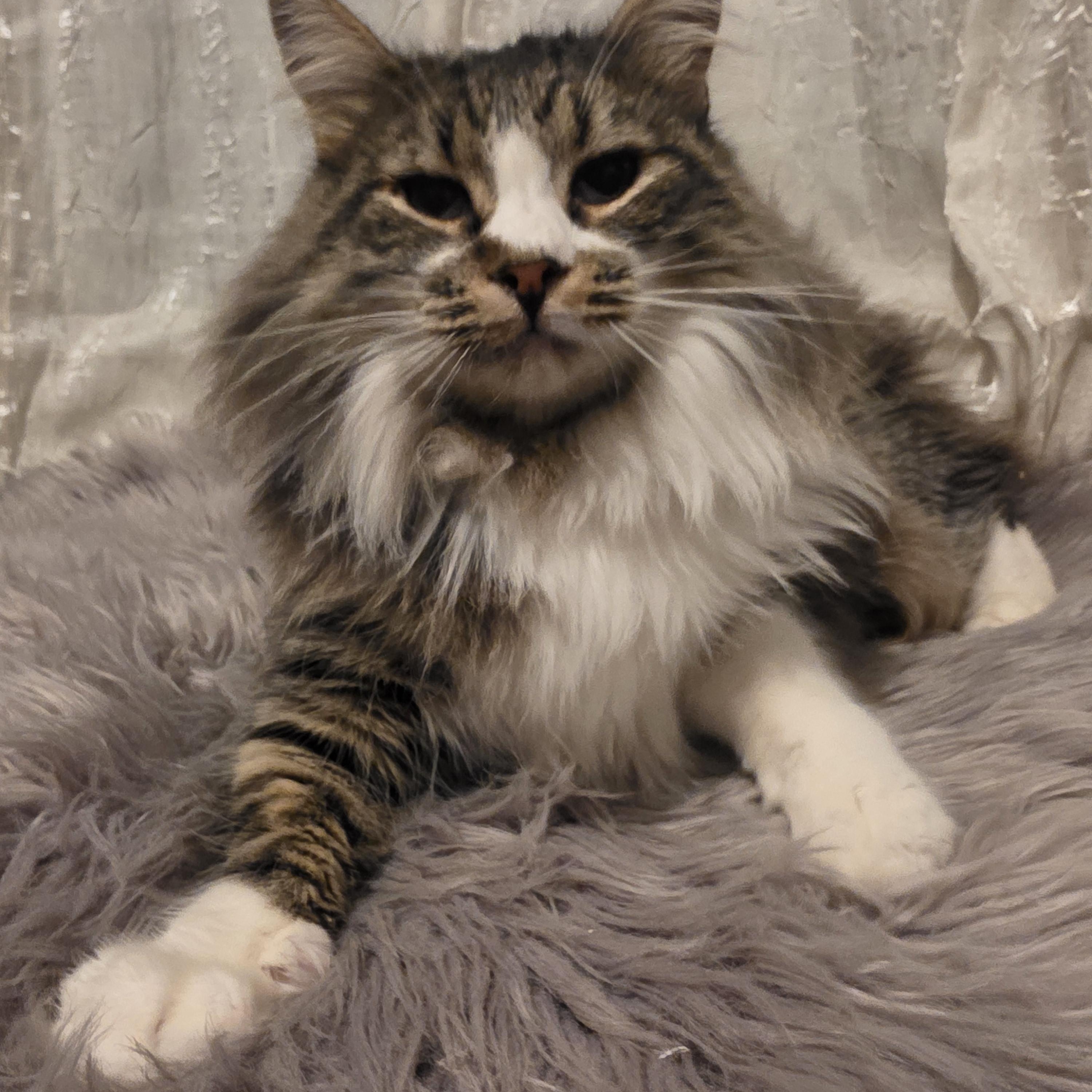 Leila, Adoptable, Young Female Tabby.