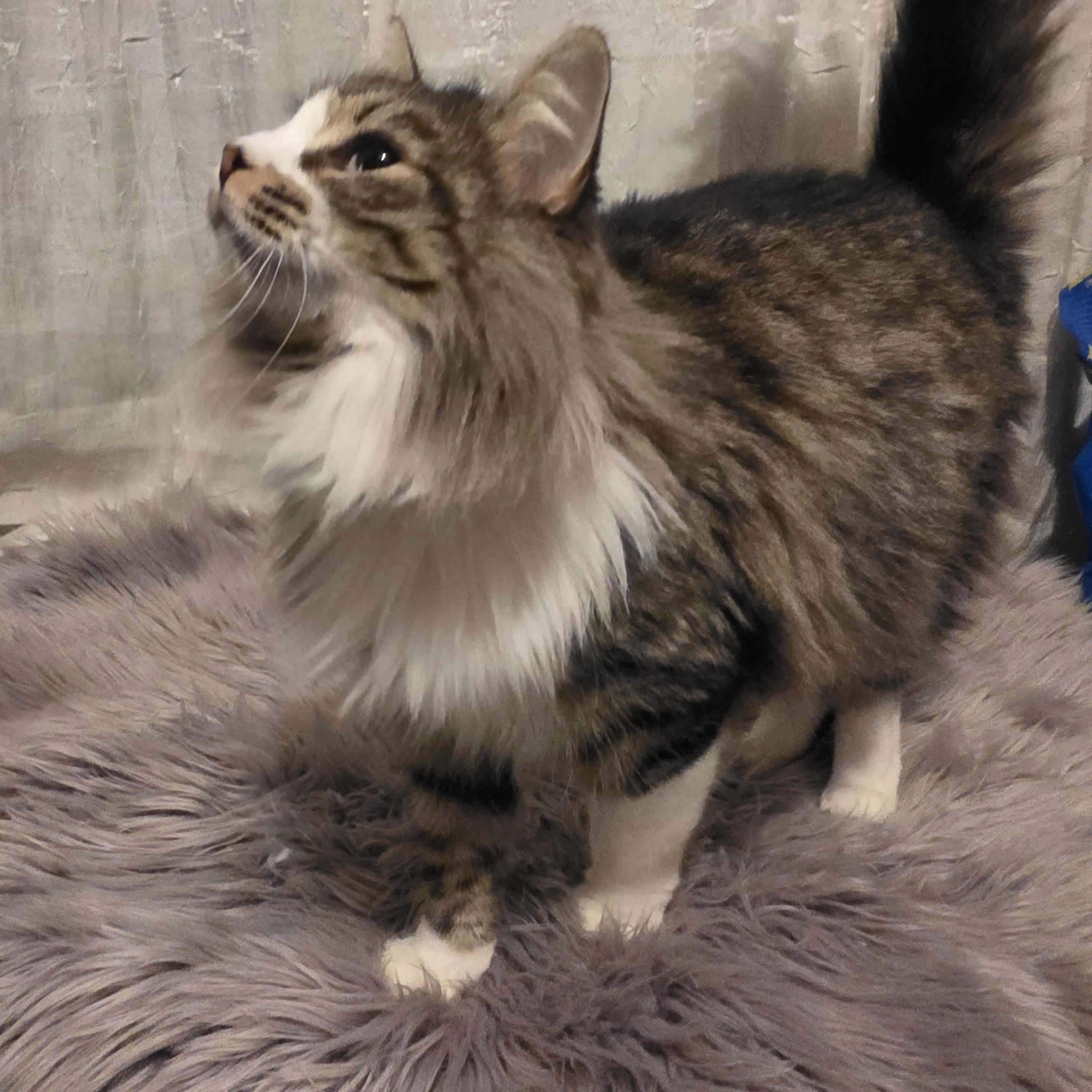 Leila, a Adoptable mixed breed in Dana point, CA image 5/6