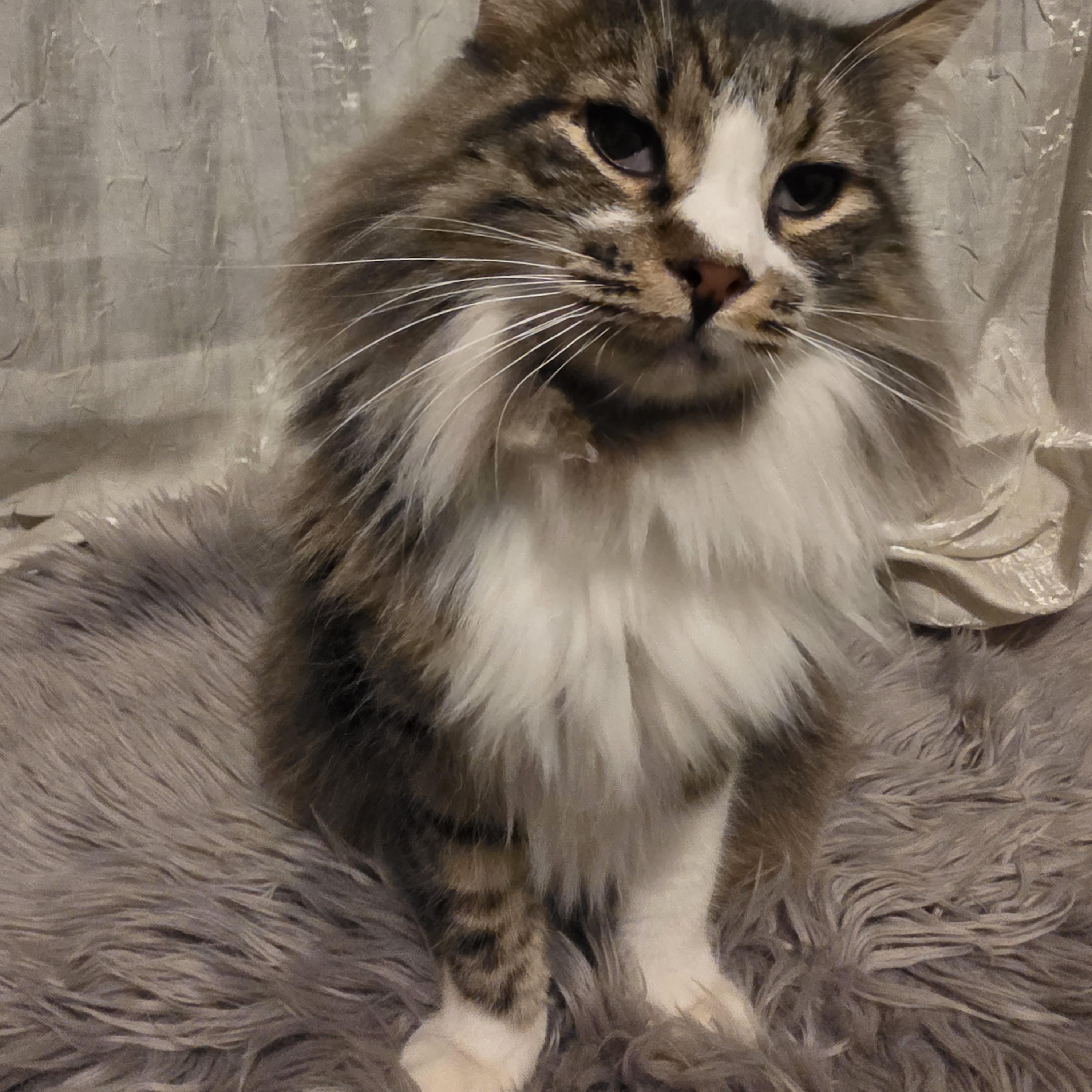 Leila, a Adoptable mixed breed in Dana point, CA image 2/6