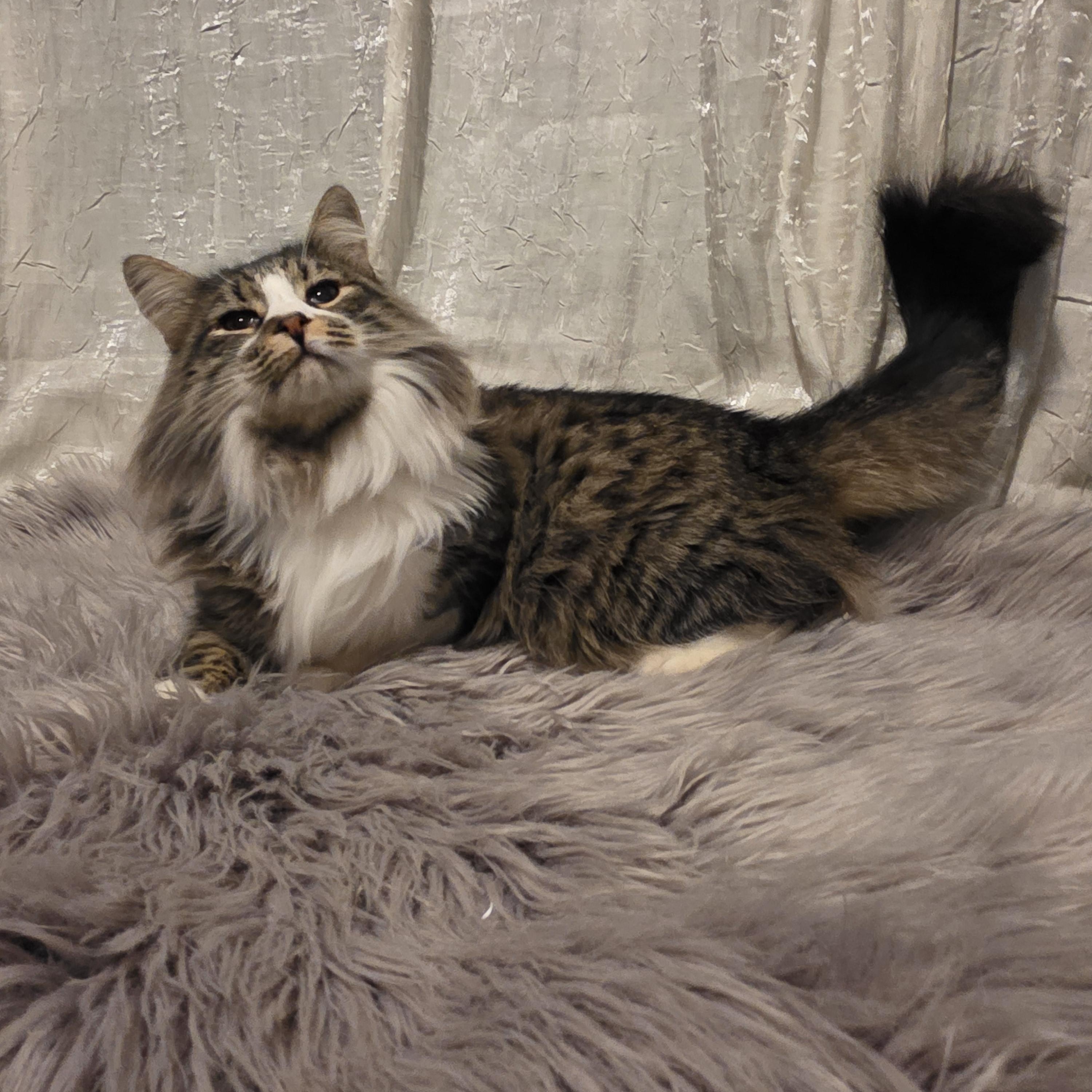 Leila, a Adoptable mixed breed in Dana point, CA image 4/6