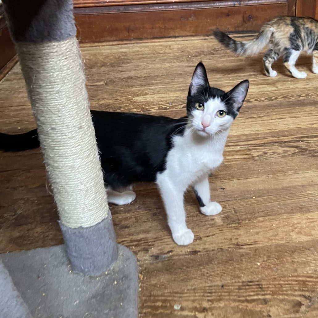 Fred, a Adoptable Domestic Short Hair in Springdale, AR image 2/3