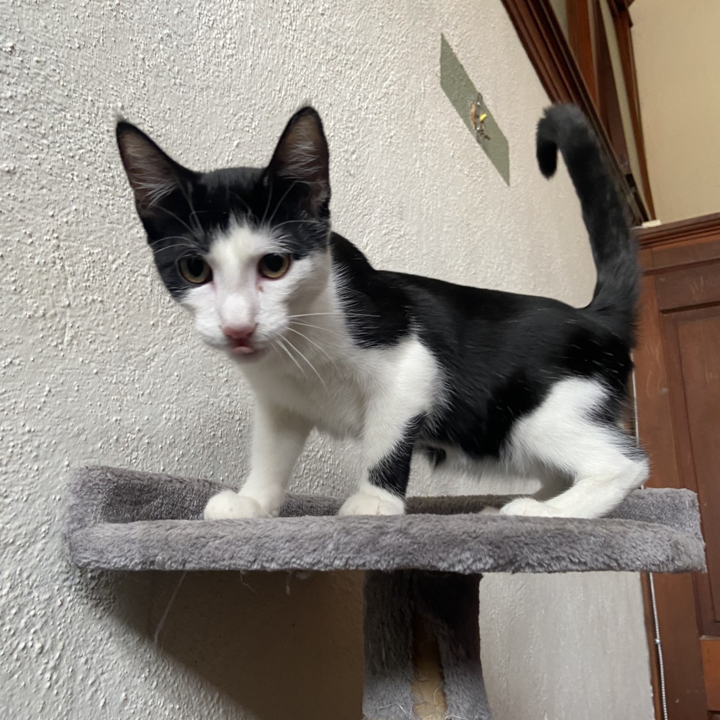 Fred, a Adoptable Domestic Short Hair in Springdale, AR image 3/3