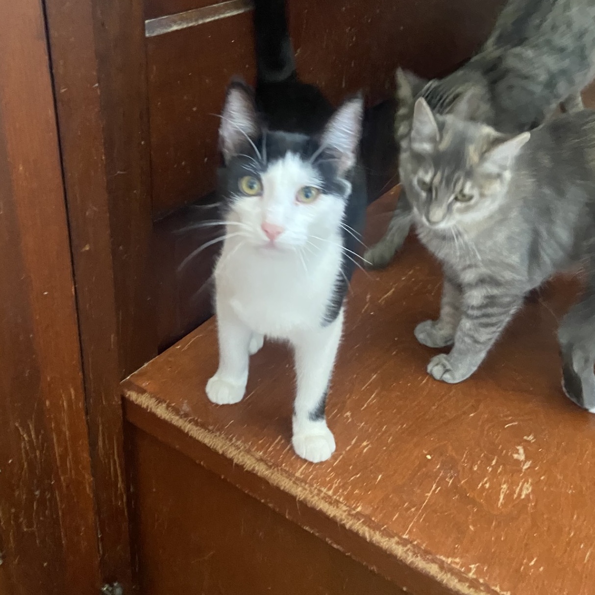 Fred, Adoptable, Young Male Domestic Short Hair.