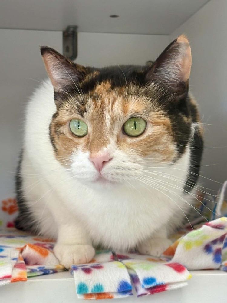 Jyn Erso, a Adoptable mixed breed in Plymouth, MN image 1/6