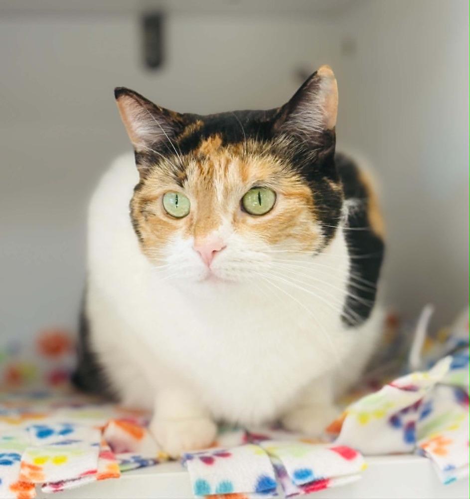 Jyn Erso, a Adoptable mixed breed in Plymouth, MN image 3/6